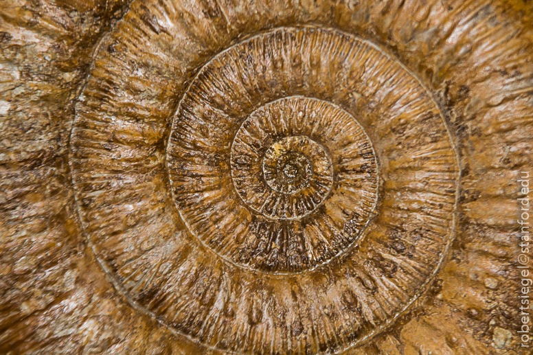 spiral fossil